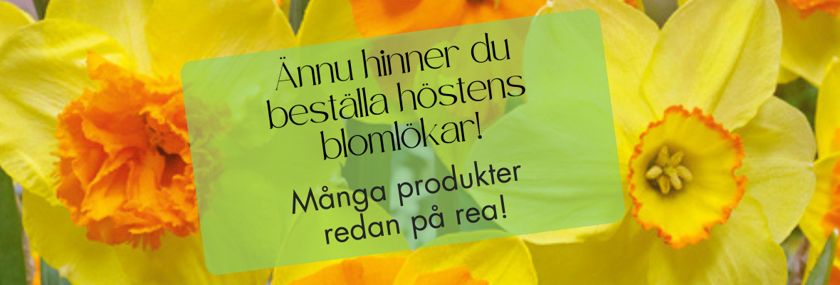 01SyysbanneriSE